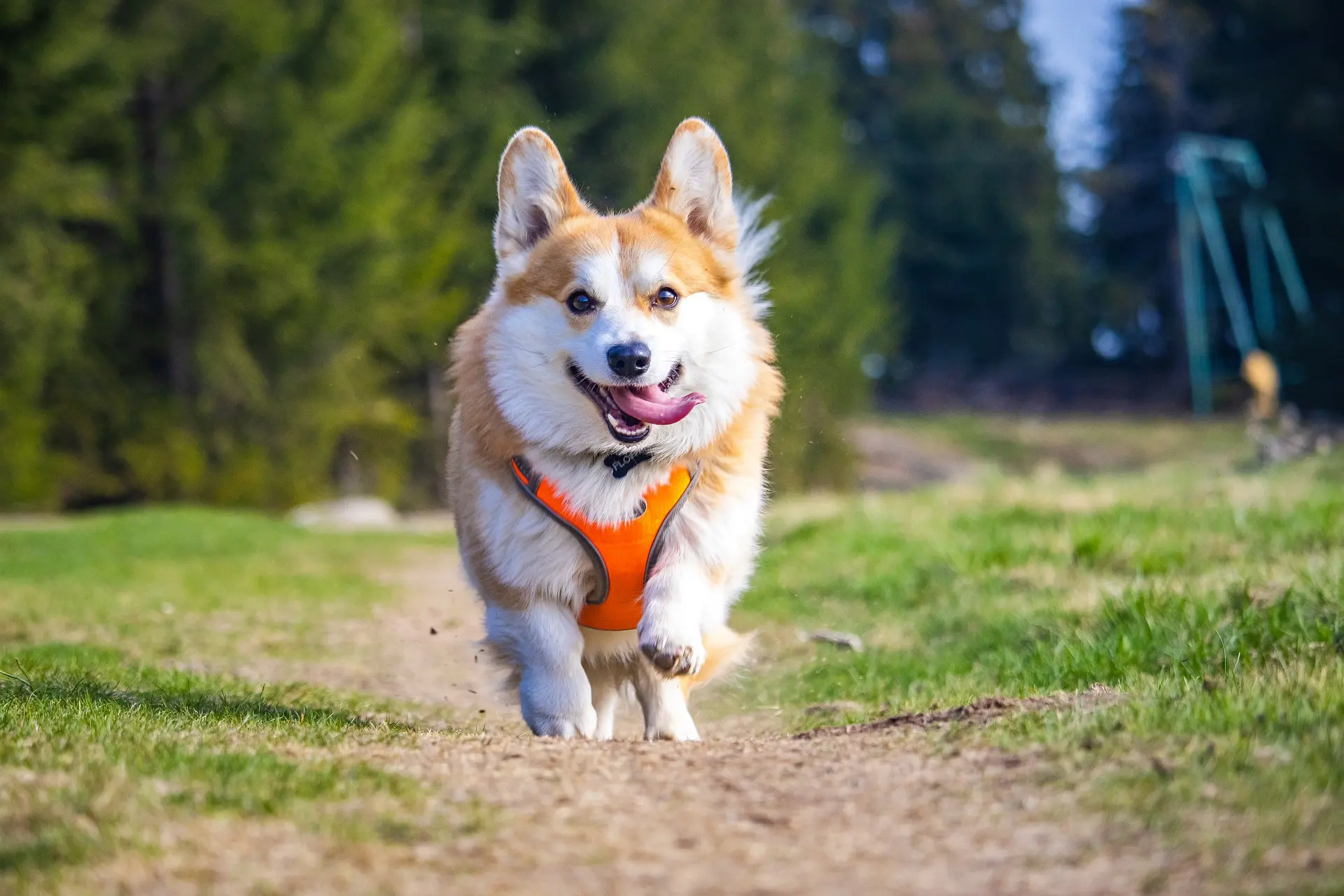 medium dog harness